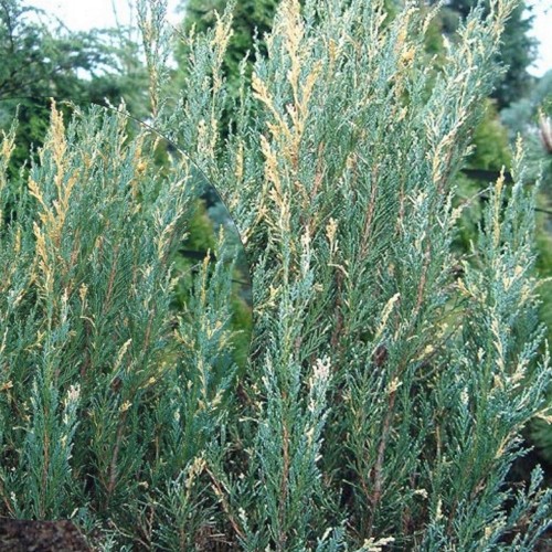 Juniperus scopulorum 'Silver Star' - Kaljukadakas 'Silver Star' C2/2L